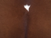 Натуральная шкура коровы коричнево-белая Герефорд арт.: 31336 - T69808d74ae7f0453502599