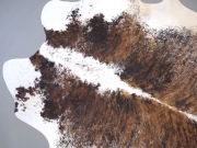 Шкура коровы натуральная тигровая арт.: 31337 - T69808f5e85d14735120783