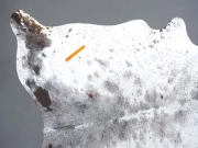 Шкура коровы натуральная соль и перец арт.: 31301 - T691dbddae98ed459782125