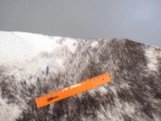 Шкура коровы натуральная светлая тигровая арт.: 31395 - T69df7567d85fe365221165