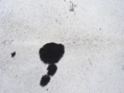 Шкура коровы натуральная соль и перец арт.: 31356 - T698dad3108916899355174