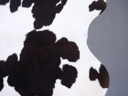 Шкура коровы натуральная черно-белая на пол арт.: 30401 - T65eafb7798227909901720