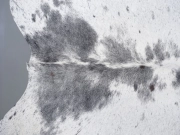 Шкура коровы натуральная соль и перец арт.: 31353 - T698c787b7946d232103503