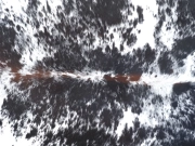 Натуральная шкура коровы черно-белая красноватая арт.: 31299 - T691da8353fac0244707828