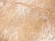 Шкура коровы натуральная – ковер бежево-тигровая арт.: 29325 - T652cfa9884ba7073516707