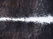 Шкура коровы натуральная соль и перец арт.: 31275 - T68d148d959946941114060