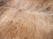 Натуральная шкура коровы тигровая арт.: 29379 - T652cee5218975540202392