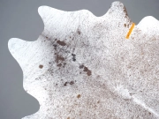 Шкура коровы натуральная соль и перец арт.: 31304 - T691f0783c6054183098969