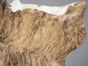 Шкура коровы натуральная тигровая с белым животом и хребтом арт.: 24429 - T652d4e7470506634117736