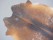 Натуральная шкура коровы черно-белая красноватая арт.: 31291 - T68f0ca7a595ab977180992