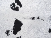 Шкура коровы натуральная соль и перец арт.: 31350 - T698b2b305320b518968416