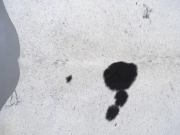 Шкура коровы натуральная соль и перец арт.: 31356 - T698dad2ea50fa043721234