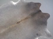 Шкура коровы натуральная серая арт.: 31360 - T699316e12fd86609388364