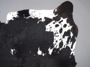 Шкура коровы натуральная черно-белая арт.: 26296 - T652fd5237fdc0339289729