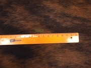 Шкура коровы натуральная тигровая арт.: 31207 - T6883506d23961041858026