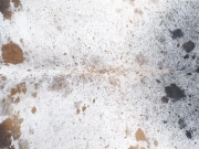 Шкура коровы натуральная соль и перец арт.: 31300 - T691dae75f27cd877111560