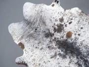 Шкура коровы натуральная соль и перец арт.: 31302 - T691dbfaa2c644046659925