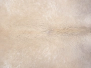 Шкура коровы натуральная бежево-белая арт.: 31319 - T696a214d2018f793636710