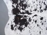 Шкура коровы натуральная соль и перец арт.: 31352 - T698c6c3eb3b1e956906193