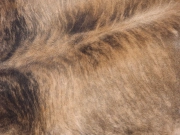 Шкура коровы натуральная пестрая тигровая арт.: 29443 - T652d02ffc64fe230778889