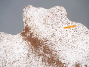 Шкура коровы натуральная соль и перец арт.: 31303 - T691dc0f547865322124377