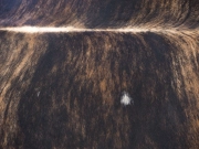 Коровья шкура натуральная на пол темно-тигровая арт.: 29389 - T652d0c646c44f089208327