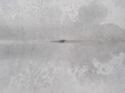 Шкура коровы натуральная серая арт.: 31334 - T698088e91f79b608468182