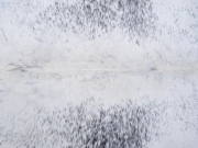 Шкура коровы натуральная соль и перец арт.: 31349 - T698b1d9989a62576896193