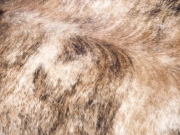 Коровья шкура ковер на пол натуральная тигровая арт.: 29320 - T652d293f97172330603538