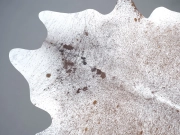 Шкура коровы натуральная соль и перец арт.: 31304 - T691f07833eca8152388995