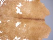 Натуральная коровья шкура – ковер бежево-белая арт.: 29421 - T652e74f0eb66c012794426