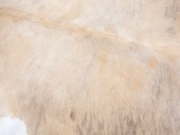 Шкура коровья натуральная светло-тигровая арт.: 29378 - T652cecb68e293758821999