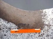 Шкура коровы натуральная соль и перец арт.: 31302 - T691dbfa876f3a519734628