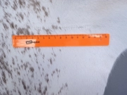 Шкура коровы натуральная соль и перец арт.: 31324 - T697212b4e84e7501481686