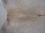 Шкура коровы натуральная серая арт.: 31360 - T699316e6c6489018916734