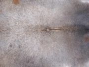 Шкура коровы маленького размера серая арт.: 31318 - T6968f1ae039ce525313535