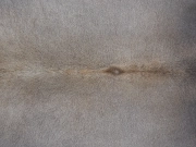 Шкура коровы натуральная серая арт.: 31360 - T699316e7d38ab061774392