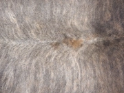 Шкура коровы натуральная экзотическая светлая арт.: 31385 - T69d3b1b70e225137708920