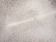 Натуральная коровья шкура альпийская арт.: 31388 - T69d4dfb74a77e318817939