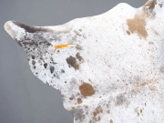 Шкура коровы натуральная соль и перец арт.: 31300 - T691dae7723987148528107