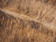 Шкура коровы ковер на пол пестрая тигровая арт.: 29505 - T652d0634d7d16522710470