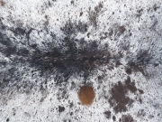 Шкура коровы натуральная соль и перец арт.: 31302 - T691dbfa985962609777553