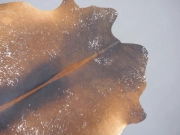 Натуральная шкура коровы черно-белая красноватая арт.: 31291 - T68f0ca7a87c8e589022555