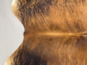 Шкура коровы натуральная тигровая арт.: 31326 - T697374351ece6707522714.jpeg