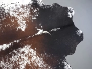 Натуральная шкура коровы черно-белая красноватая арт.: 31371 - T69ca4475edc0e808818864