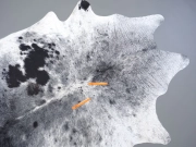 Шкура коровы натуральная соль и перец арт.: 31358 - T698f16cc93747403950686