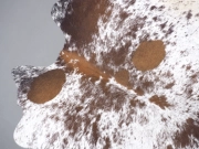 Шкура коровы натуральная соль и перец арт.: 31272 - T68d1303cd16d0560050783