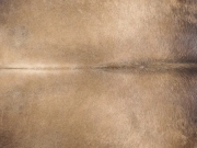 Натуральная шкура коровы серо-бежевая арт.: 31377 - T69cf7687a8f7f916067250