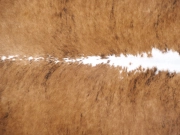 Шкура коровы натуральная тигровая арт.: 31267 - T68c91fbeccec5603826561