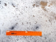 Шкура коровы натуральная соль и перец арт.: 31300 - T691dae798081b317193488